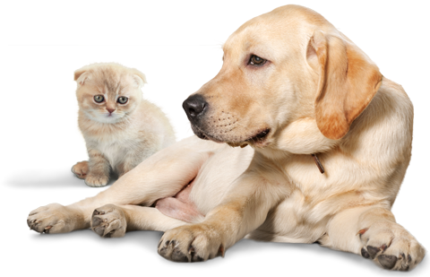 healthy pets and animal